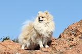 SPITZ ALLEMAND 334
